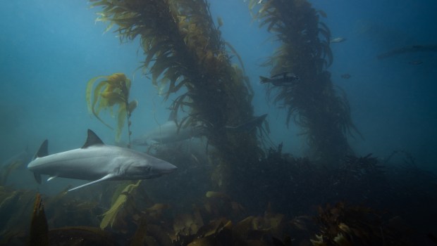 A tope sharks and other fish swim among kelp inside of the Matlahuayl State Marine Reserve on Sunday, Feb. 18, 2025 in San Diego , CA. (Ana Ramirez / The San Diego Union-Tribune)