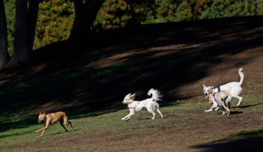 La Mesa’s aptly named Waite Drive Park is still just a vacant lot after 14 years