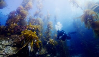 Kelp forests off coast are disappearing. Who’s paying attention? – San Diego Union-Tribune
