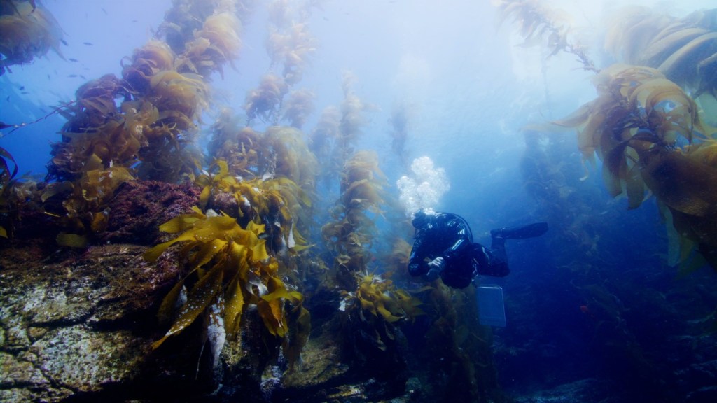 Kelp forests off coast are disappearing. Who’s paying attention? – San Diego Union-Tribune