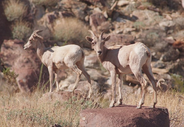 Bighorn sheep in Palm Canyon in Anza-Borrego Desert State Park. (Thane McIntosh / The San Diego Union-Tribune)