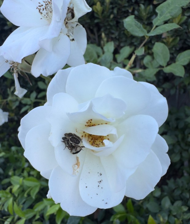 Hoplia beetles are the challenges we face in the rose garden in the months of March, April and May. They especially favor lighter-colored blooms. Pesticides are not required, as they are easy to pick off the blooms. (Rita Perwich)