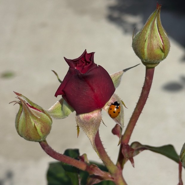 Lady beetles and their larvae are one of our major helpers in the rose garden and scout around to consume a huge variety of pests, including aphids. (Rita Perwich)