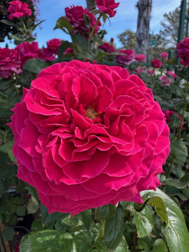 'Nothing But Class' is a lovely hybrid tea rose with large carmine-pink blooms that have a moderate raspberry fragrance and glossy, dark green foliage. (Rita Perwich)