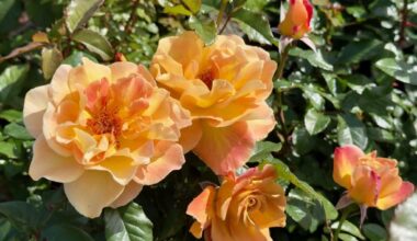 Both petals and thorns unite us – San Diego Union-Tribune