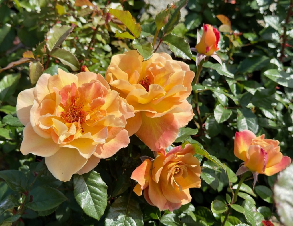 Both petals and thorns unite us – San Diego Union-Tribune