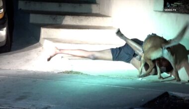 Legal groups asks AG Bonta to investigate SDPD K9 bit case
