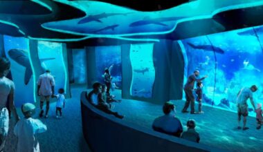 SeaWorld goes all in on sharks as it prepares to debut a reimagined park attraction – San Diego Union-Tribune