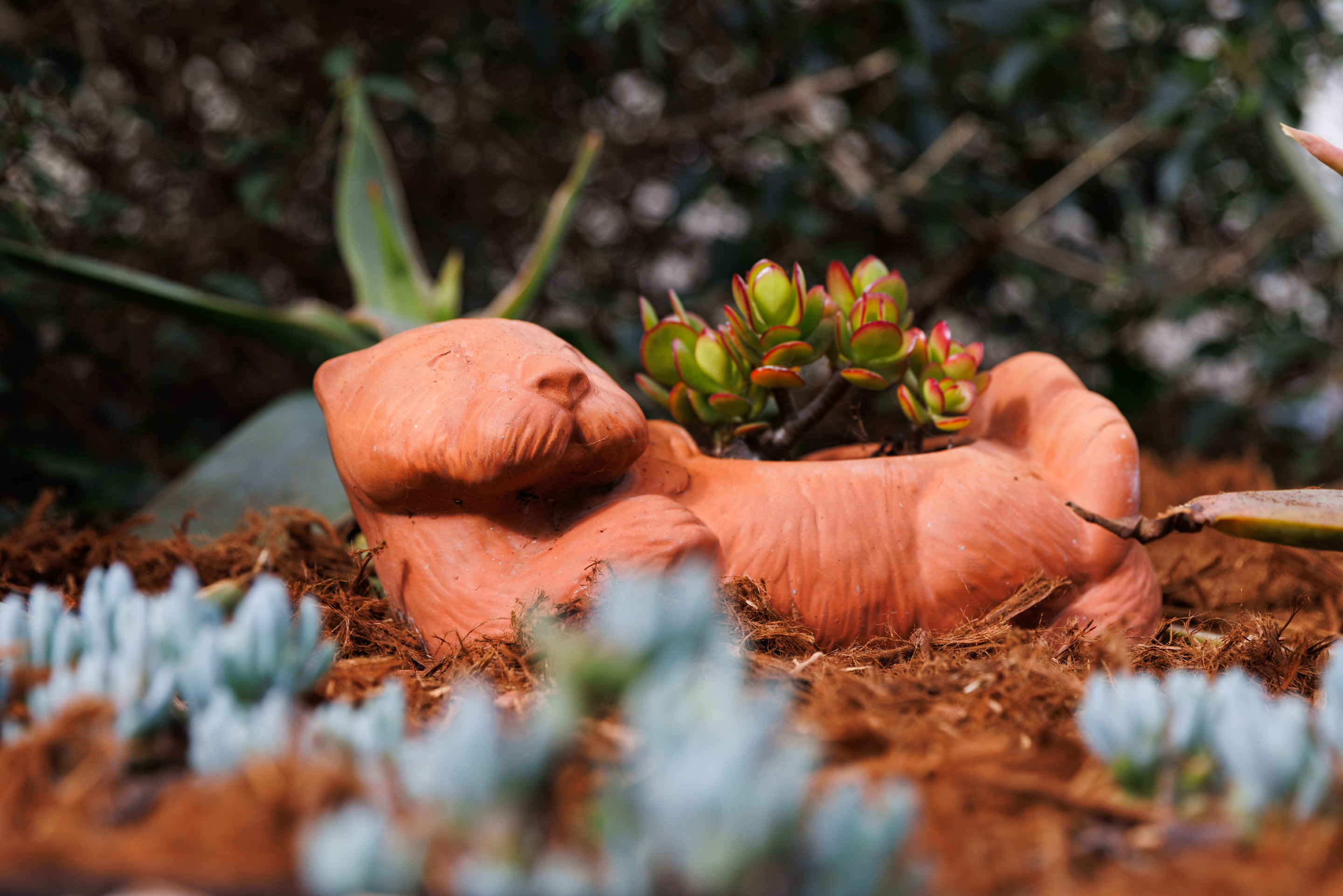 A succulent fills out a whimsical otter-shape planter. (Kristian Carreon...