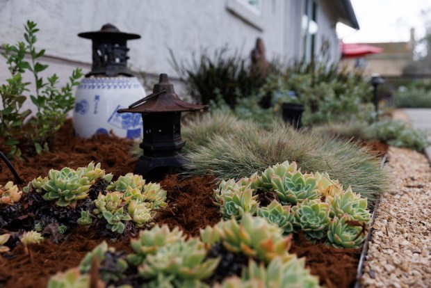 Echeveria succulents, foreground, and blue fescue, behind, are planted among decor from the Spences' time in Japan. (Kristian Carreon / The San Diego Union-Tribune)