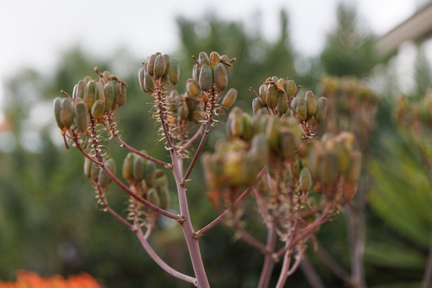 Seed pods cluster atop the stalks of coral aloe. (Kristian Carreon / The San Diego Union-Tribune)