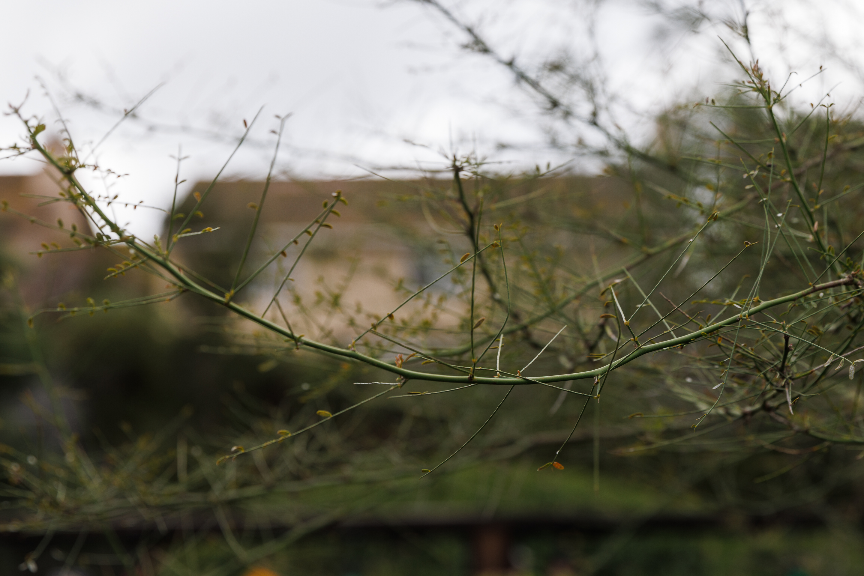 A branch of a ‘Desert Museum’ palo verde tree. (Kristian...