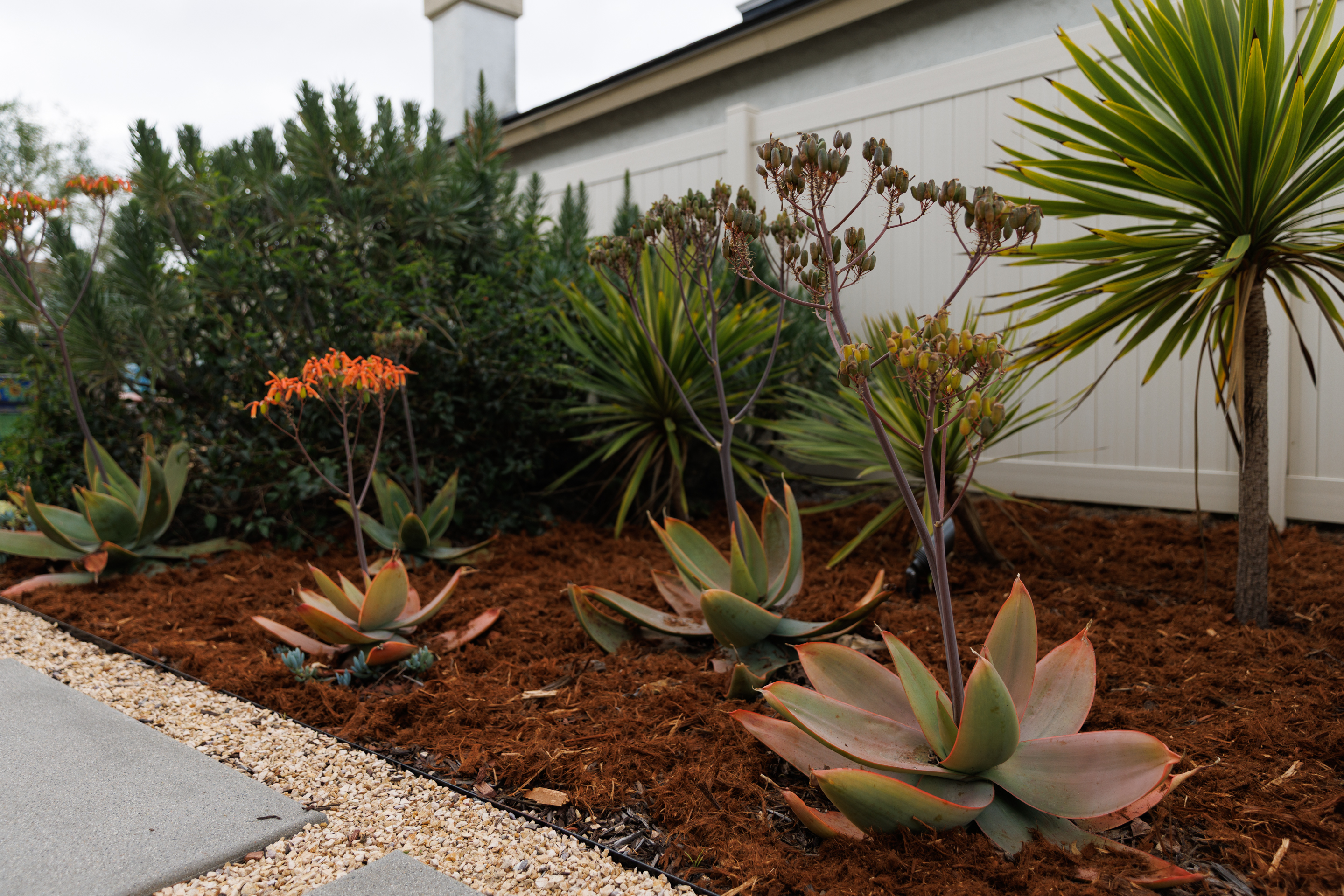 Coral aloe plants, foreground, add sunset-hued leaves and blooms to...