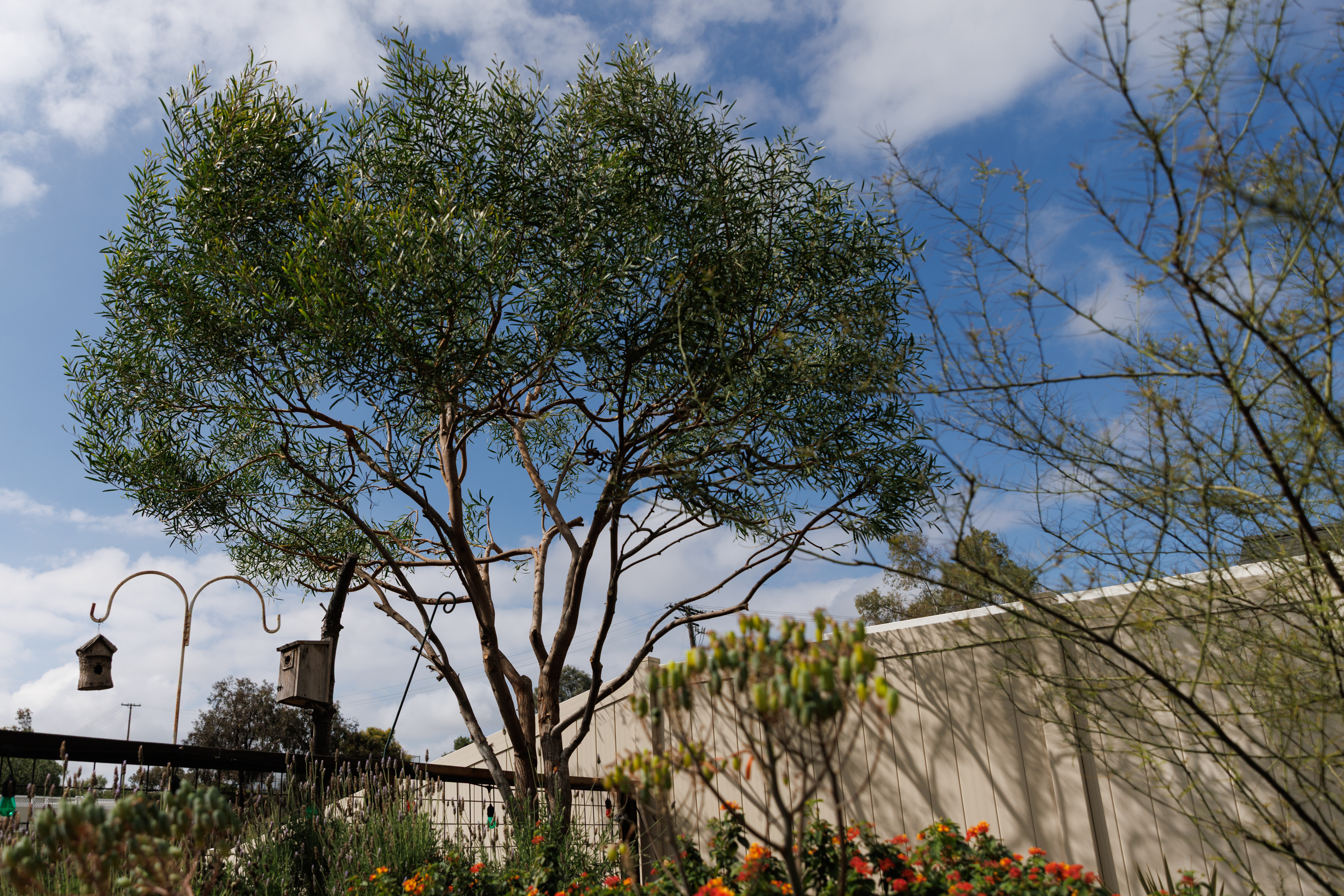 A Western coastal wattle adds height. (Kristian Carreon / The...