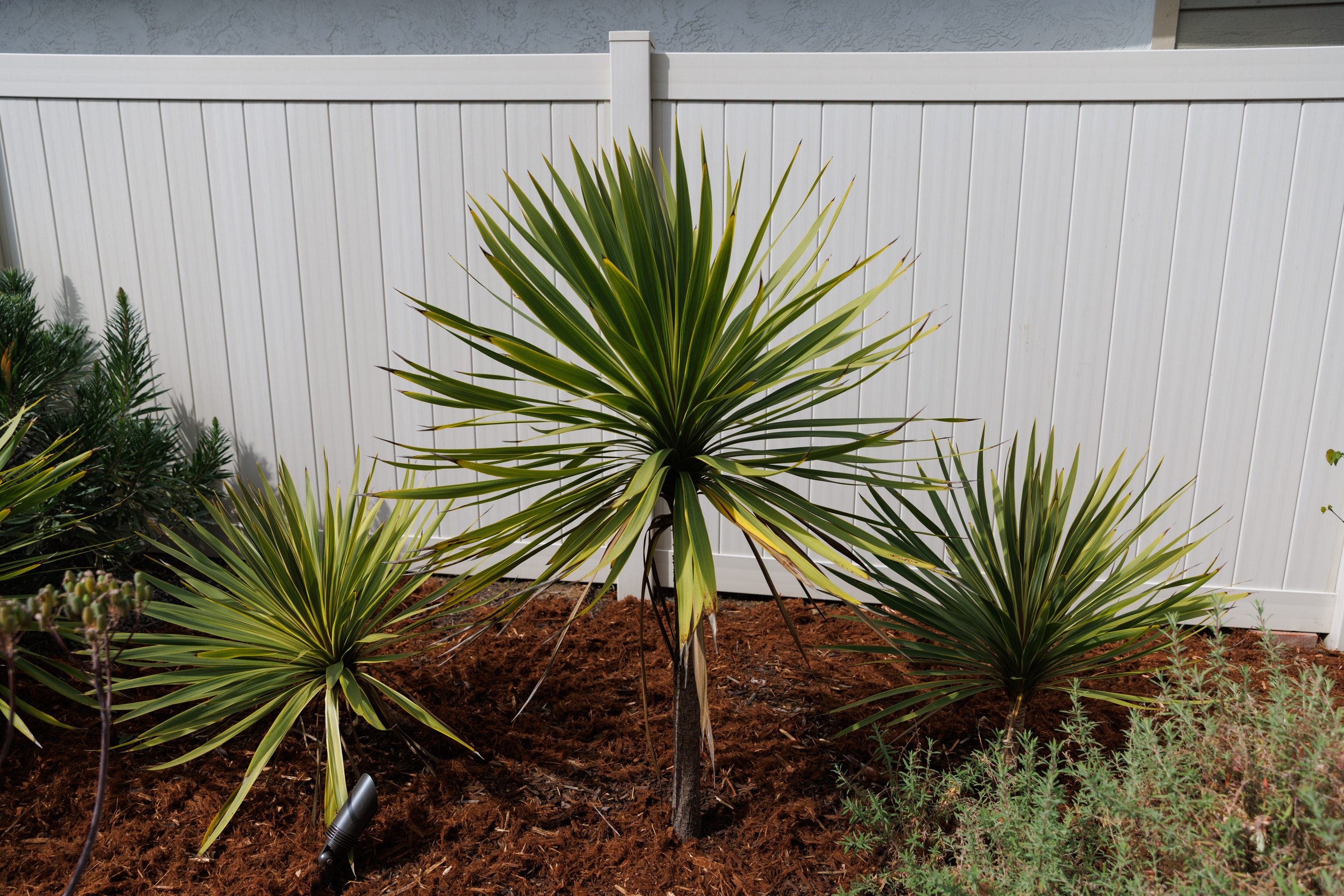New Zealand cabbage tree (Cordyline australis) makes a spiky statement...