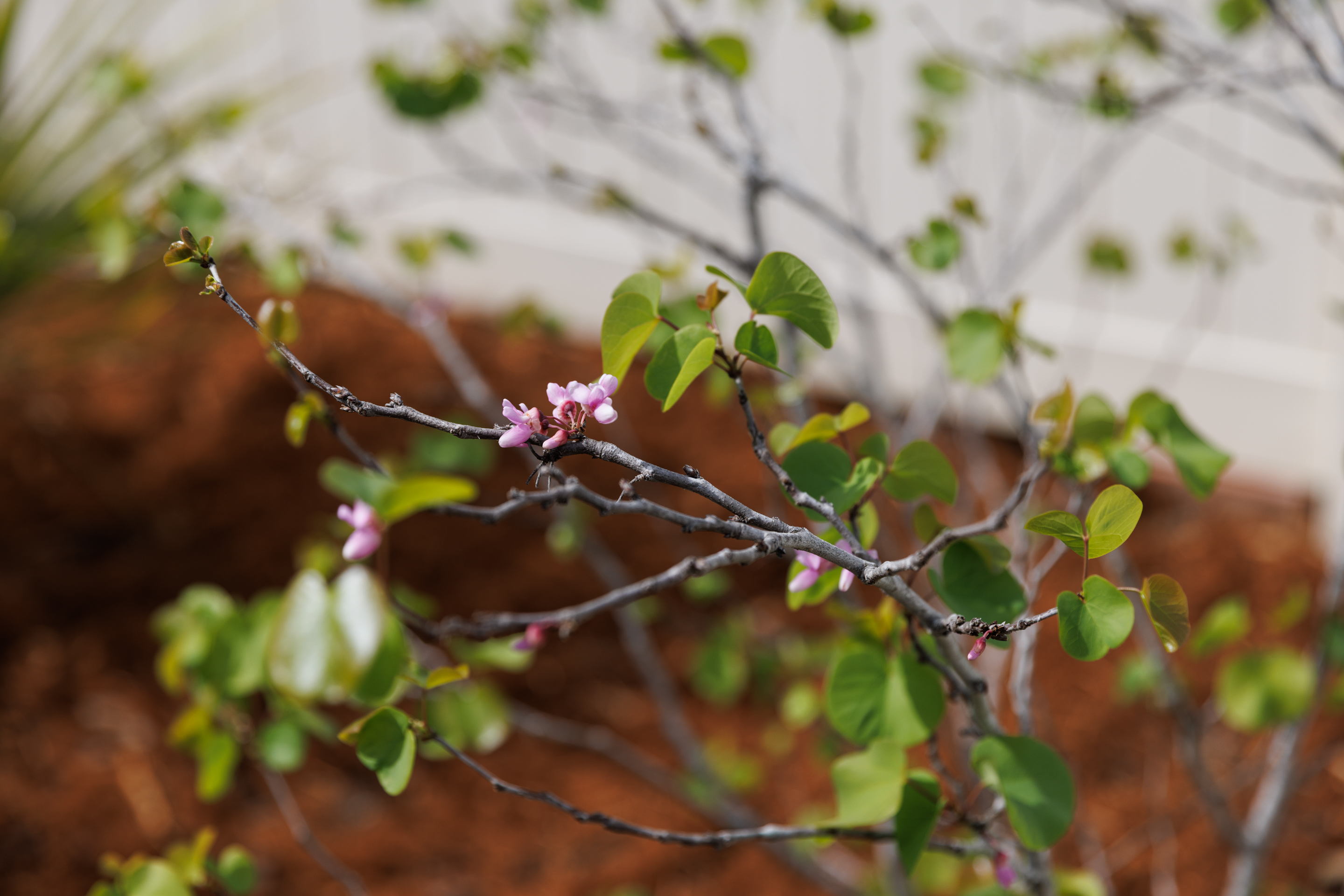 A Western redbud begins to bloom. (Kristian Carreon / The...