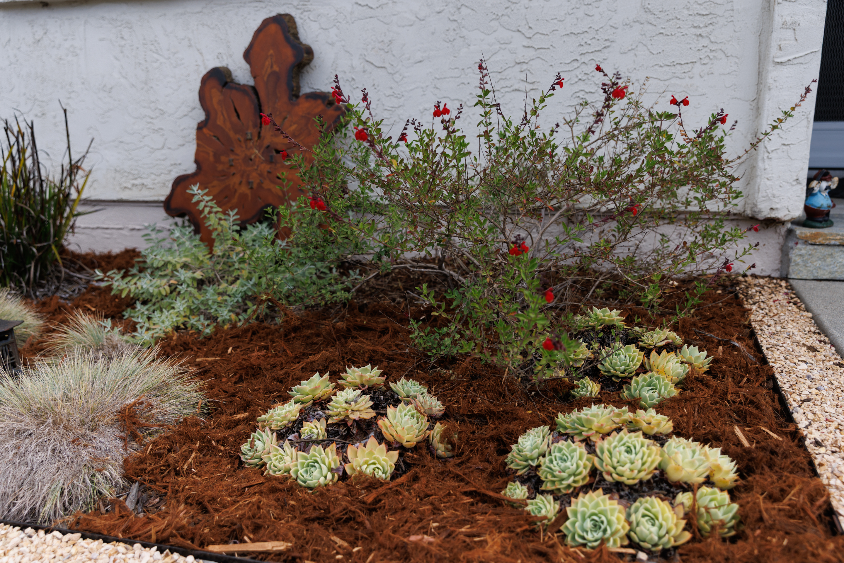 Various plants, including echeveria, foreground, and autumn sage, bring varied...