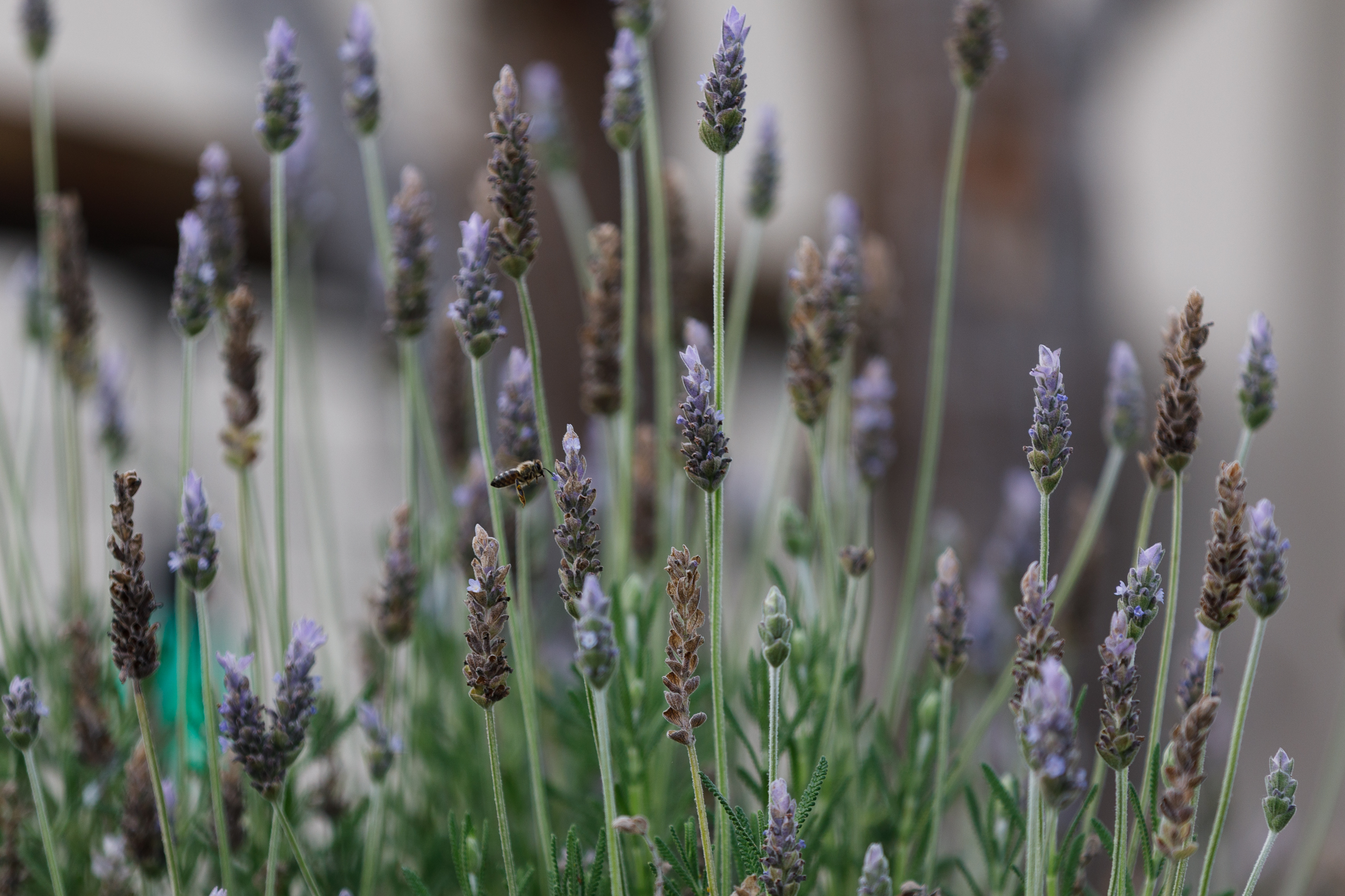Spanish lavender grows in the side yard of Cathy and...