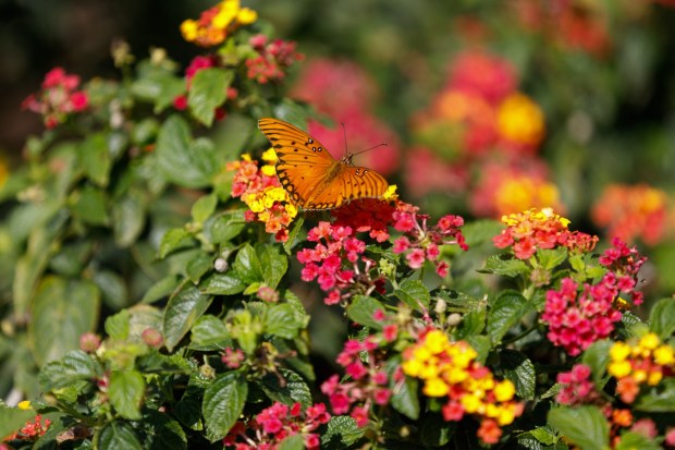 A Gulf fritillary butterfly rests on lantana blossoms. (Kristian Carreon / The San Diego Union-Tribune)