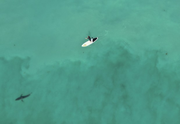 A juvenile white shark swims beneath a paddle boarder outside of Torrey Pines on Tuesday, Oct. 31, 2023 in San Diego, CA. A lot of the sharks are unnoticed by surfers and others recreating, however, the man pictured seems to be following the fish. There are seven nursery "hot spots" along Southern California. Torrey Pines and Del Mar being the largest with about 25 unique individuals in a given week and Carpinteria being the second with about 11. However, Carpinteria was recorded as having an aggregation of 40 individuals in one day. Nurseries tend to last for a year or up to five years, said Chris Lowe,a professor and Director of Shark Lab who started with the program as a grad student in the late 80s. Lowe and his team have been studying these "hot spots" for a decade. "We see these places that are hotspots go cold and then a new hotspot emerges. And that's something we don't fully understand yet," he said, adding as a reason why continued monitoring is important. "That's one of our big goals, is to try to figure out if we can predict where the next hotspot will be and what will cause a previous hotspot to go cold." Some of the theories include the sharks eating all the available food in the area or a change in environmental conditions. For example white sharks typically like to be in waters of 16-24 degrees celsius and leave waters that are not in that range. (Ana Ramirez / The San Diego Union-Tribune)