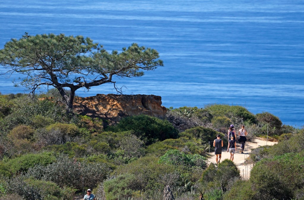 You might be surprised what the rarest pine tree in the U.S. is – The Mercury News
