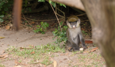 Newborn Schmidt’s red-tailed monkey joins San Diego Zoo – NBC 7 San Diego