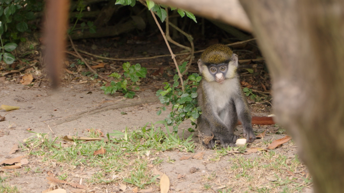 Newborn Schmidt’s red-tailed monkey joins San Diego Zoo – NBC 7 San Diego