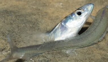 Grunion Run returns May 1-4