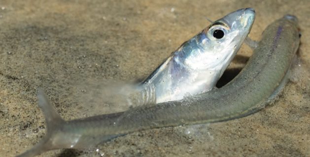 Grunion Run returns May 1-4