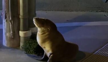 Watch: Sea lion wanders inland to San Francisco neighborhood