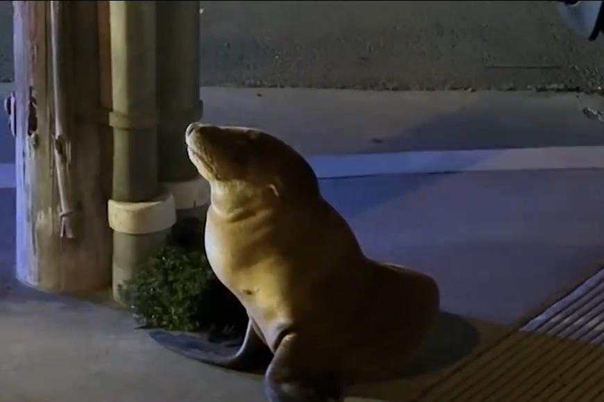 Watch: Sea lion wanders inland to San Francisco neighborhood