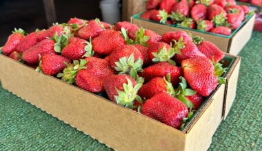 A guide to Fresno County’s Hmong and Mien strawberry stands