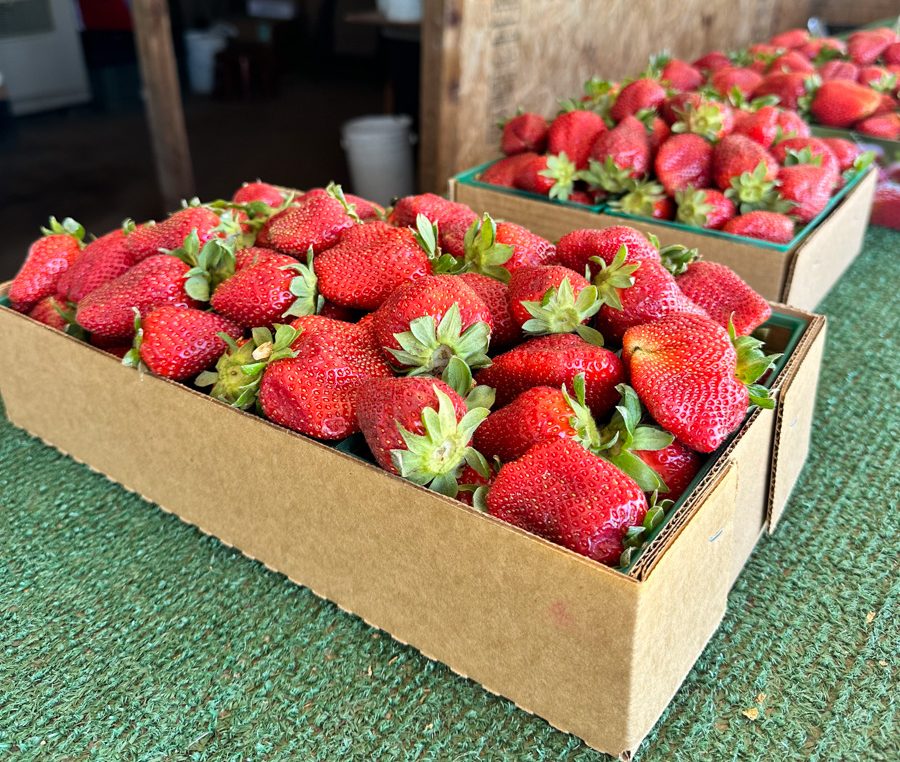 A guide to Fresno County’s Hmong and Mien strawberry stands