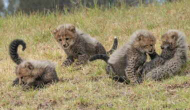 Behold, San Diego Zoo Safari Park names its 4 cheetah cubs – NBC 7 San Diego