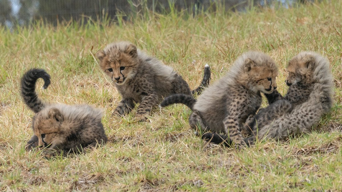 Behold, San Diego Zoo Safari Park names its 4 cheetah cubs – NBC 7 San Diego