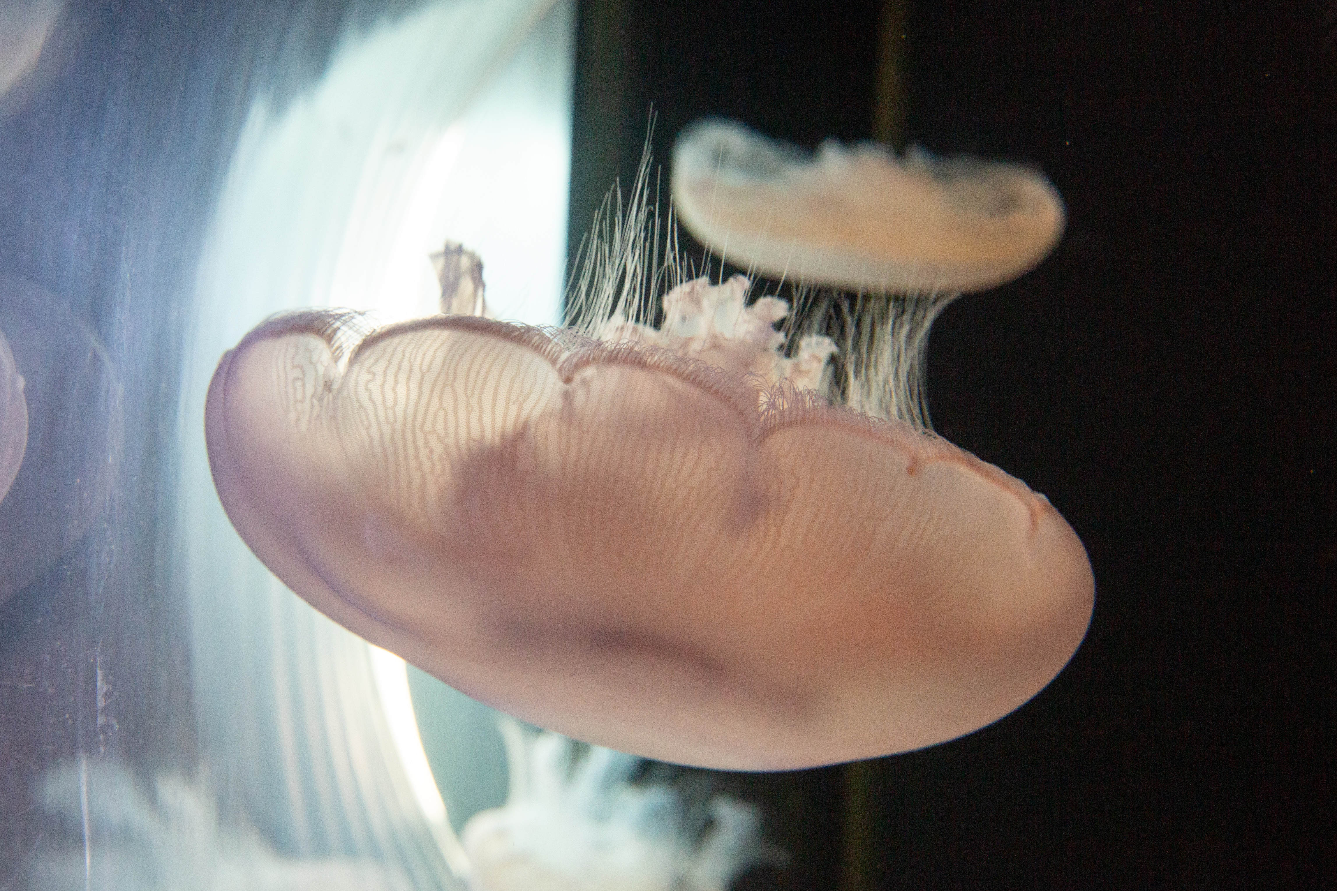 A jellyfish moves around in a tank in the renovated...