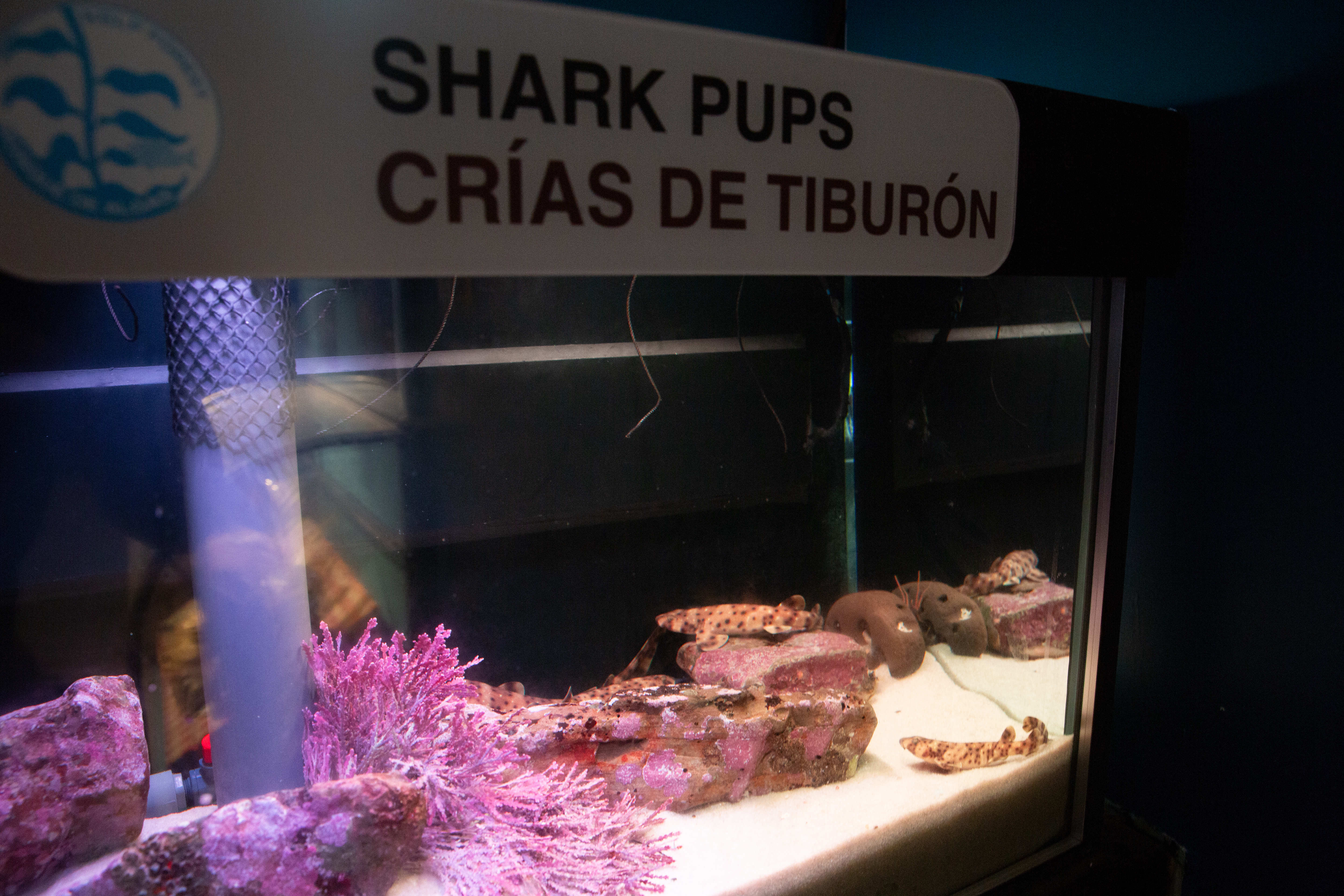 A shark pup rests at the bottom of a tank...