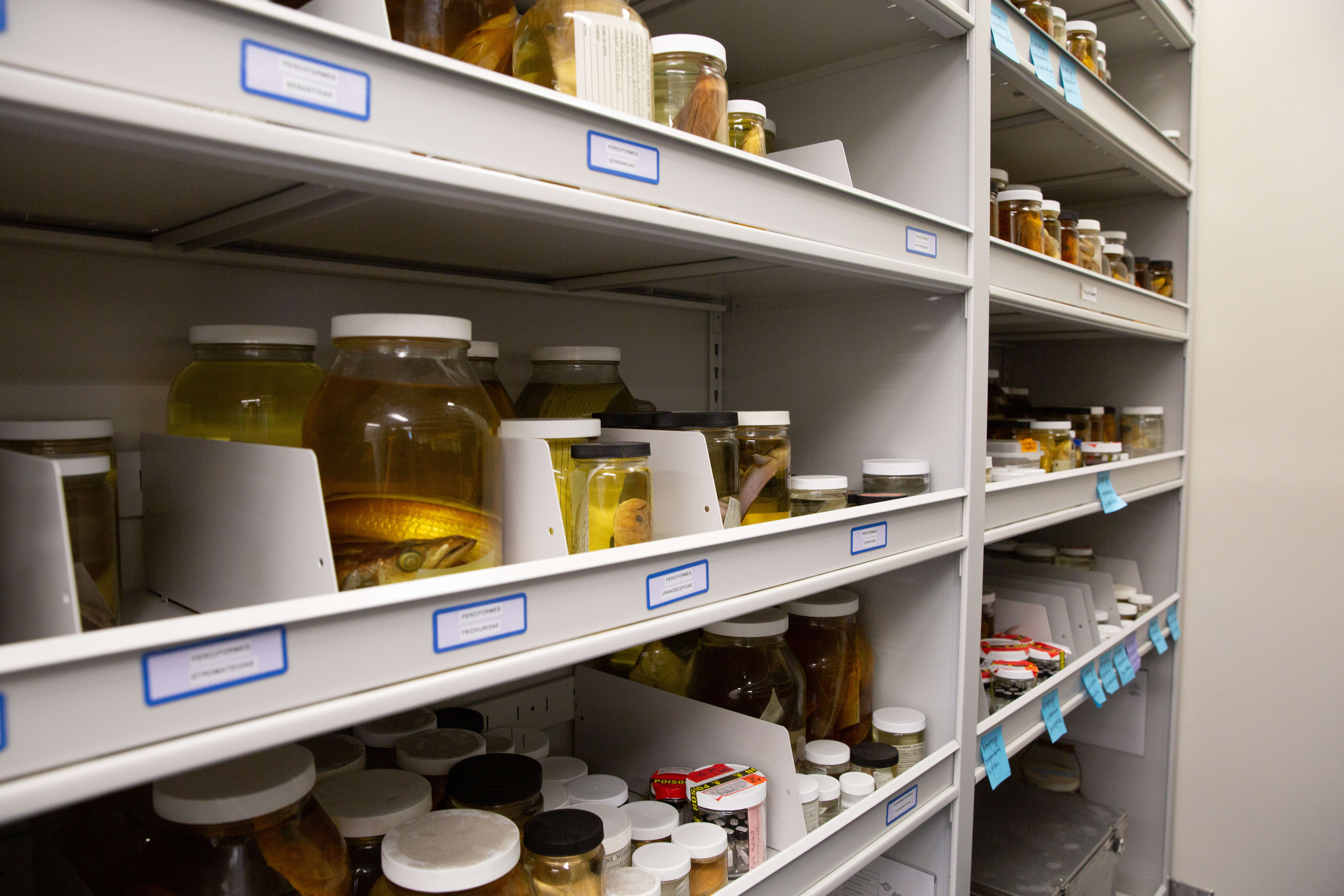 Rows of preserved sea life sit on shelves in the...