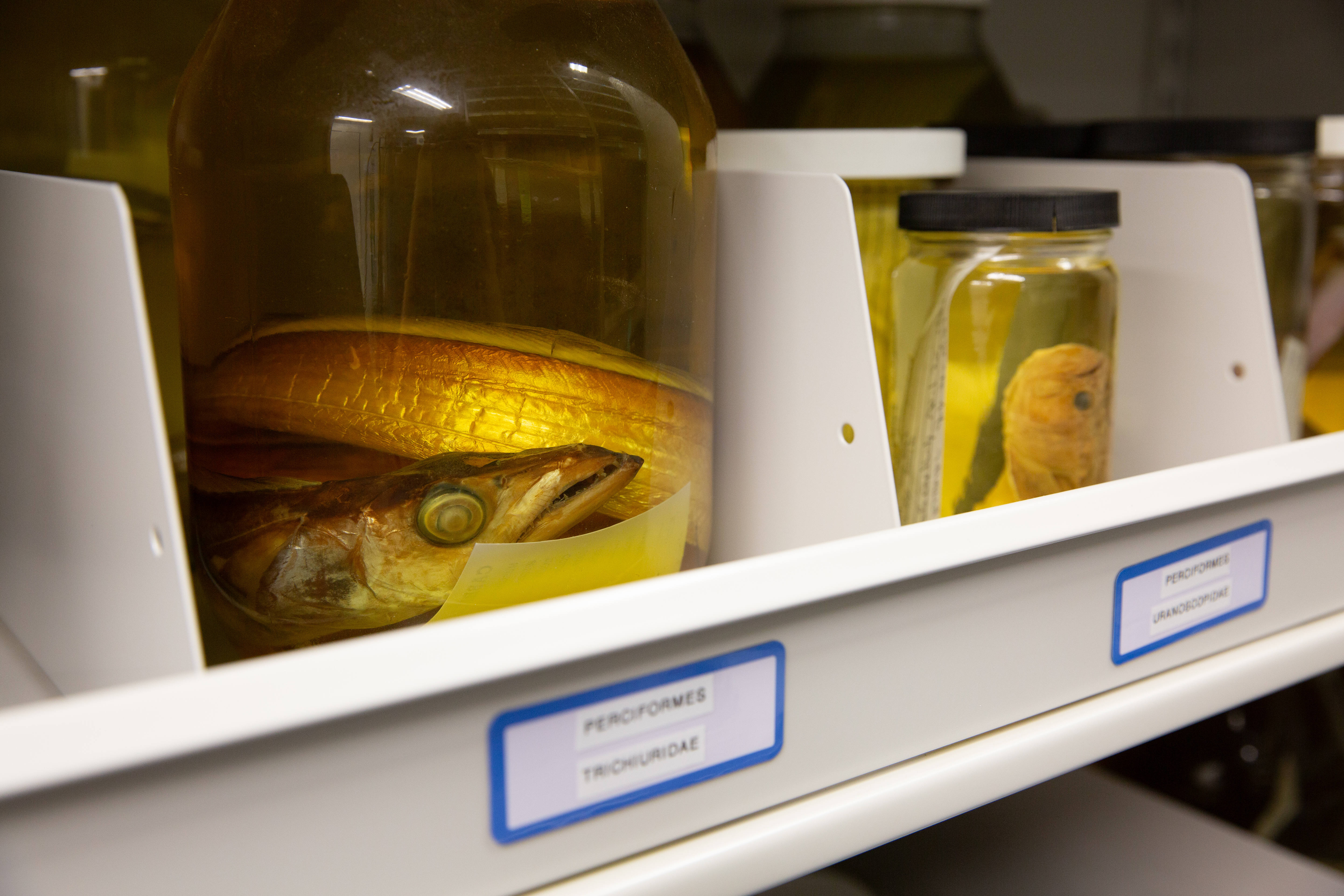 Jars of preserved sea life sit on shelves in the...