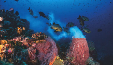 Life teems below the surface