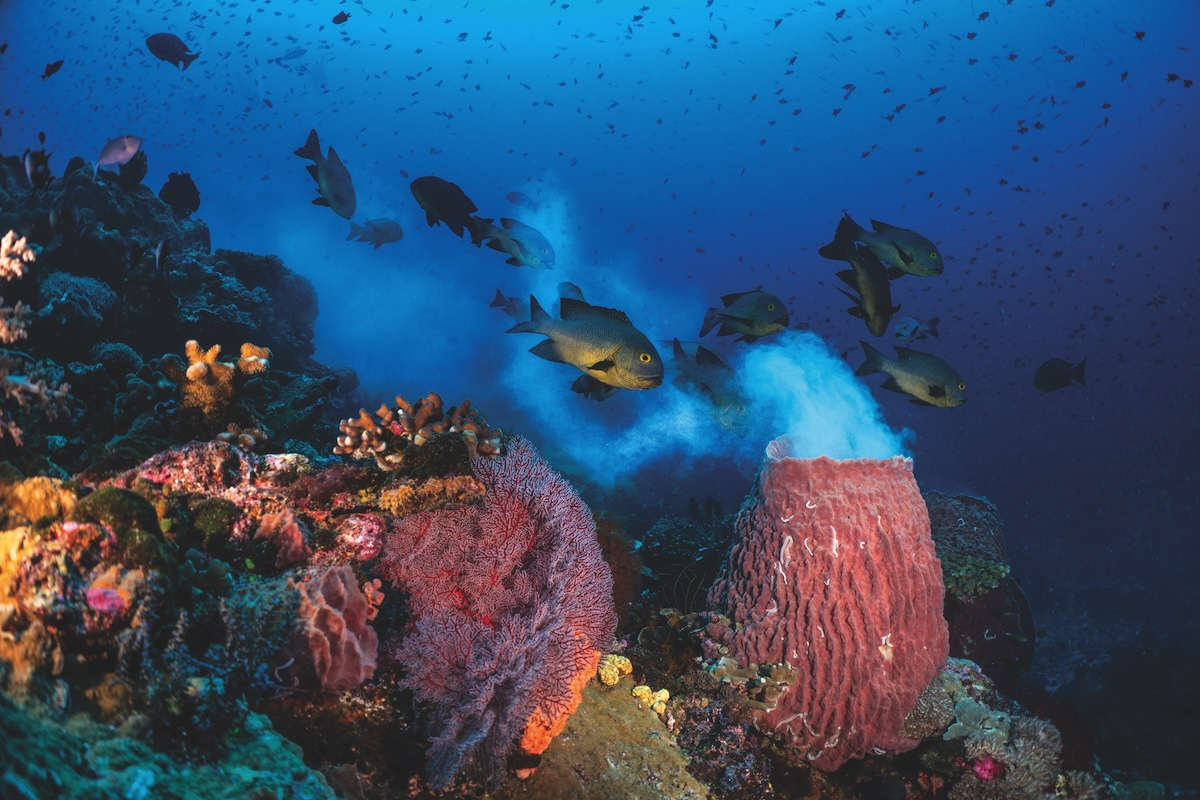 Life teems below the surface