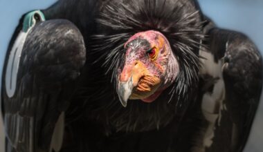 LA Zoo celebrates California condor who helped save his species – NBC Los Angeles