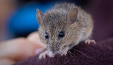 Caltrans and MTC to Hold Greenwashing Panel for North Bay Freeway Widening