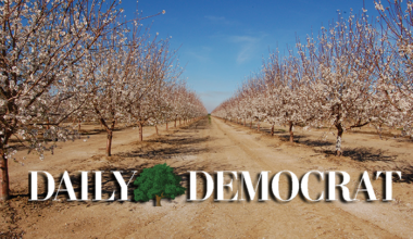 dailydemocrat default image