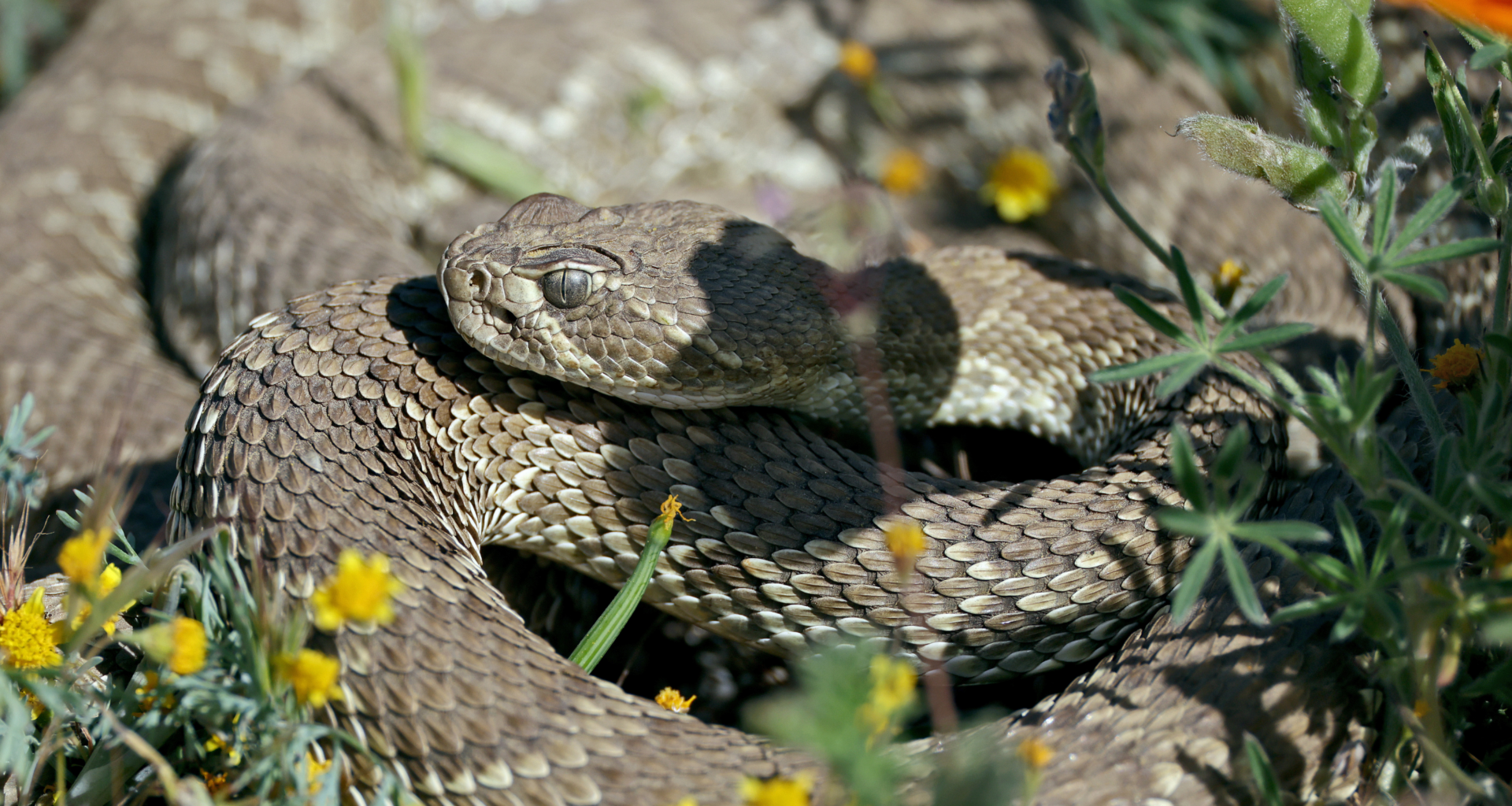 California Rattlesnake