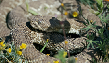 California Rattlesnake