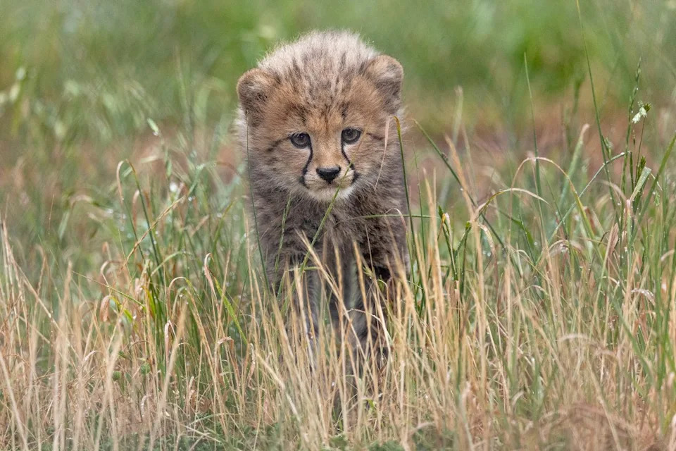 The San Diego Zoo Safari Park has revealed the names of four cheetah cubs born in January 2026. (Credit: San Diego Zoo Wildlife Alliance)