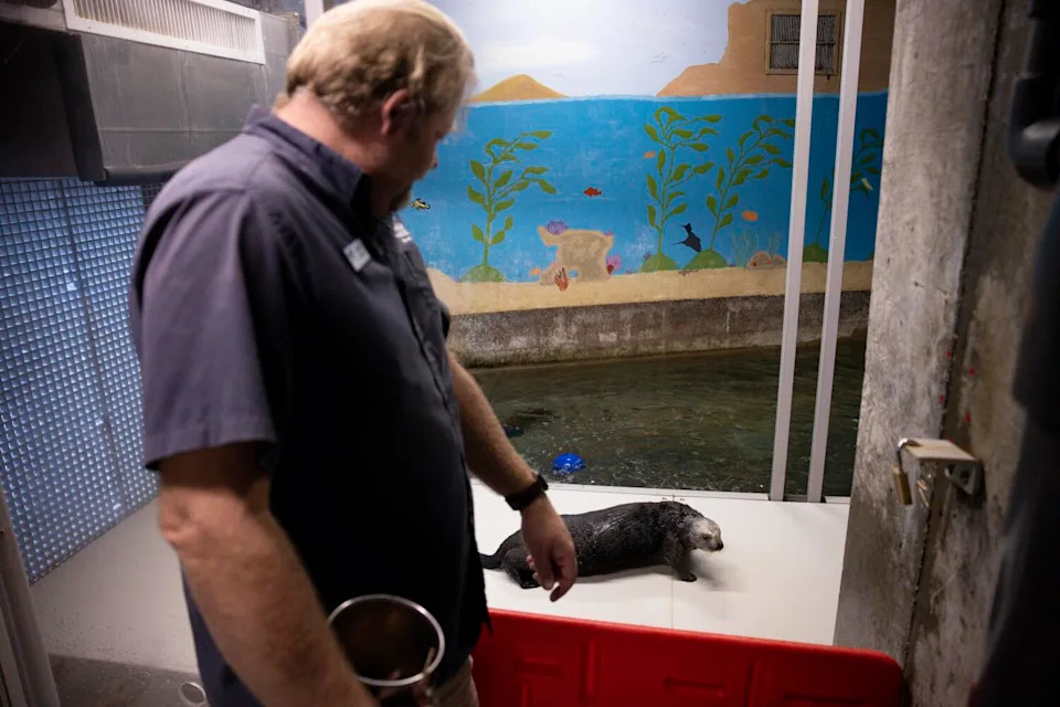 Adult female sea otter Rey walks past Brett Long, vice president of animal care at the Aquarium of the Pacific, on Tuesday,