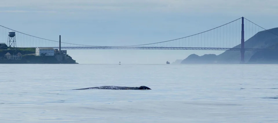 The first sighting of a gray whale in the San Francisco Bay this year was on January 21, 2026, according to the Marine Mammal Center. (Darrin Allen/NOAA)