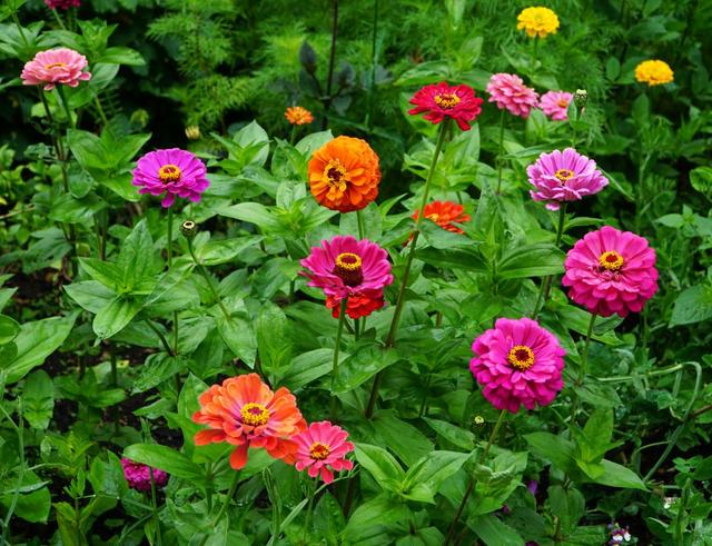 Popular flowers in Fresno include zinnias.